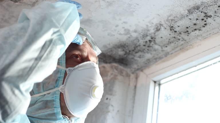 Best Mold Damage Restoration  in Pinckney, MI